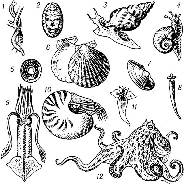 Три примера животных моллюски. Подтип раковинные моллюски. Мягкотелые моллюски. Моллюски беспозвоночные брюхоногие. Многообразие брюхоногих моллюсков рис.